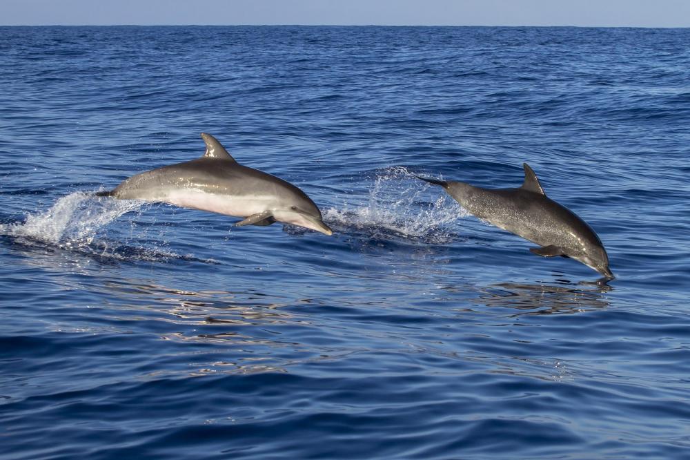 Dolfijnen spotten in de omgeving